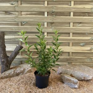 Forsythia Week End Courtalyn ® Cont 3 L 40/60