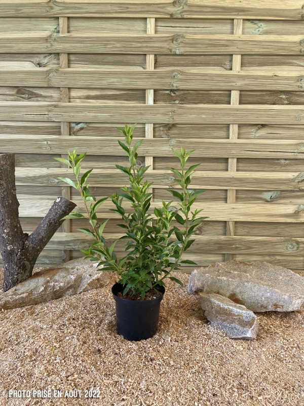 Forsythia Week End Courtalyn ® Cont 3 L 40/60
