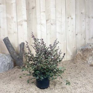Loropetalum Chinensis Fire Dance Cont 3 L 30/40
