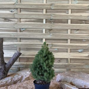 Picea Glauca Conica Cont 3 L 40/60
