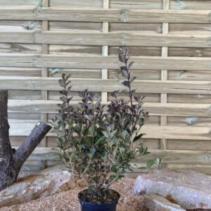 Weigela Florida Nana Purpurea Cont 3 L 40/60