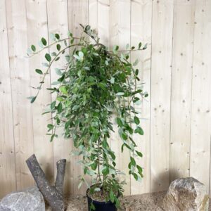 Salix Caprea Pendula Kilmarnoch Cont 15 L 1/2 Tige