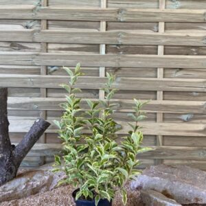 Weigela Florida Nana Variegata Cont 3 L 40/60
