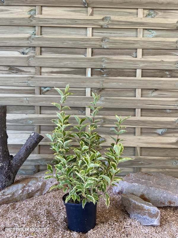 Weigela Florida Nana Variegata Cont 3 L 40/60