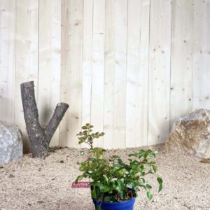 Rosa New Vesuvia ® Cont bleu 2 L Touffe / Avec PLV