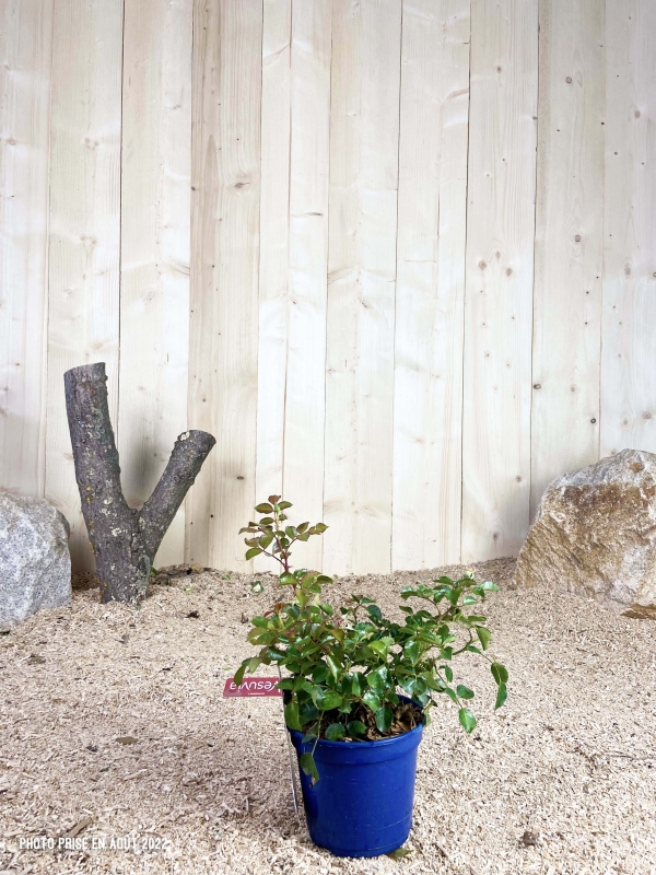 Rosa New Vesuvia ® Cont bleu 2 L Touffe / Avec PLV