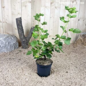 Ribes X Culverwellii Josta Cont 3 L Touffe