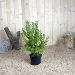 Forsythia X Intermedia Flojor Cont 3 L 40/60