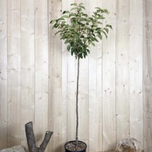 Diospyros Kaki Tipo Cont 15 L 1/2 Tige 6/8