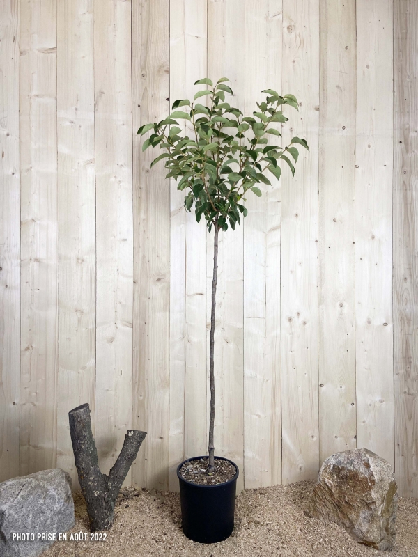 Diospyros Kaki Tipo Cont 15 L 1/2 Tige 6/8