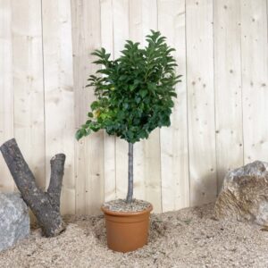 Prunus Avium Nain Cont 10 L Déco Nain