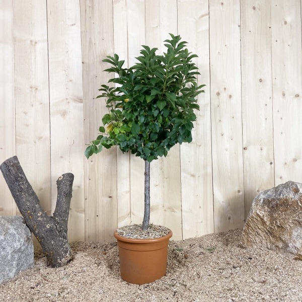 Prunus Avium Nain Cont 10 L Déco Nain
