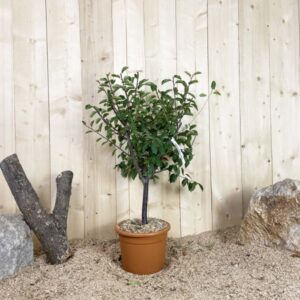 Prunus Domestica Nain Cont 10 L Déco Nain