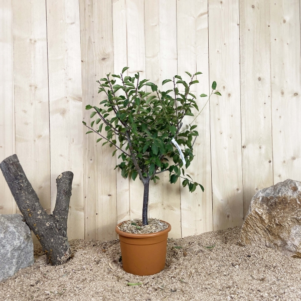 Prunus Domestica Nain Cont 10 L Déco Nain