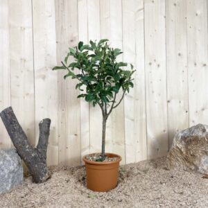 Malus Domestica Nain Cont 10 L Déco Nain
