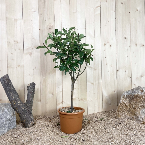 Malus Domestica Nain Cont 10 L Déco Nain