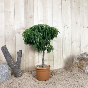Prunus Persica Nain Cont 10 L Déco Nain