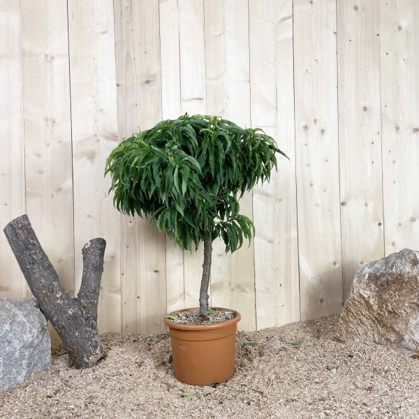 Prunus Persica Nain Cont 10 L Déco Nain