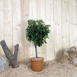 Pyrus Domestica Nain Cont 10 L Déco Nain
