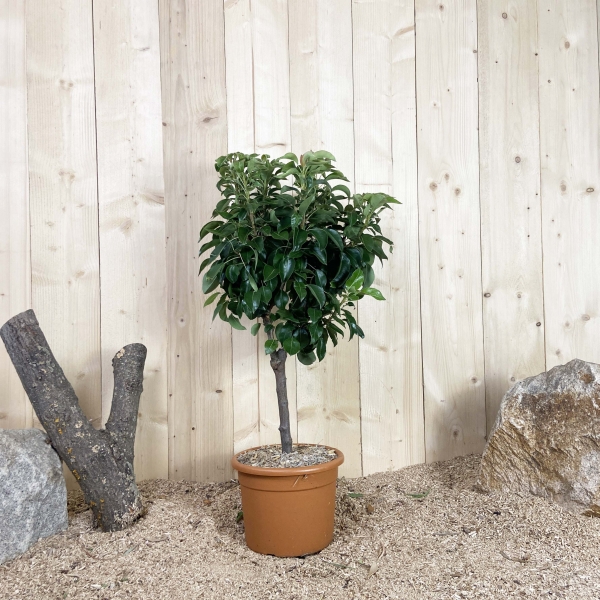 Pyrus Domestica Nain Cont 10 L Déco Nain