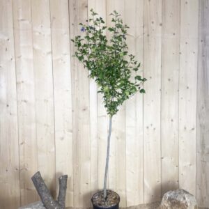 Hibiscus Syriacus Blue Bird Cont 15 L 1/2 Tige 6/8