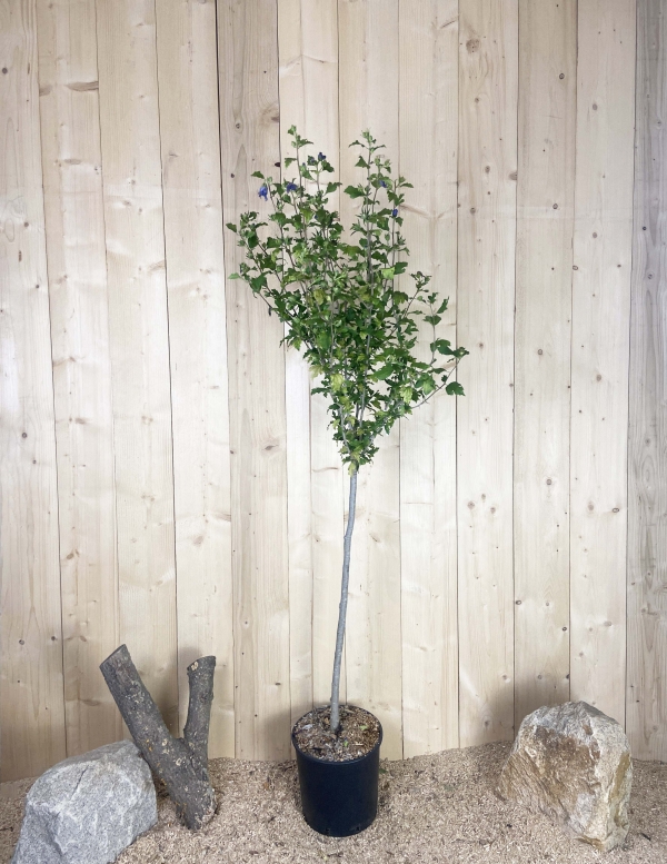 Hibiscus Syriacus Blue Bird Cont 15 L 1/2 Tige 6/8