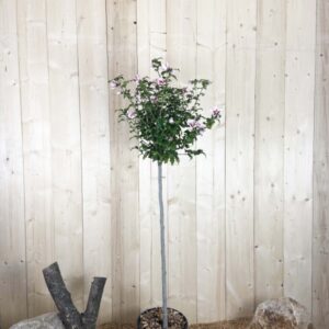 Hibiscus Syriacus Hamabo Cont 15 L 1/2 Tige 6/8