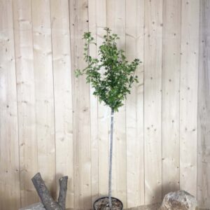 Hibiscus Syriacus Totus Albus Cont 15 L 1/2 Tige 6/8