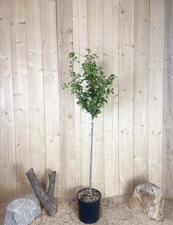 Hibiscus Syriacus Totus Albus Cont 15 L 1/2 Tige 6/8