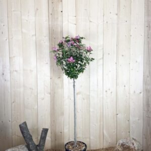 Hibiscus Syriacus Woodbridge Cont 15 L 1/2 Tige 6/8