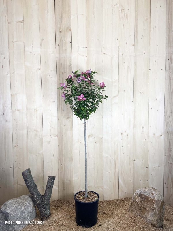 Hibiscus Syriacus Woodbridge Cont 15 L 1/2 Tige 6/8