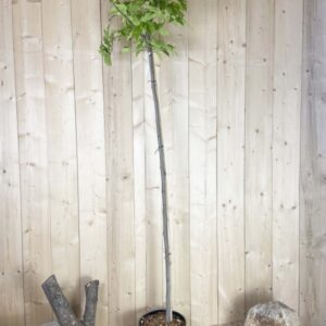 Morus Kagayamae Fruitless Bacara Cont 15 L Tige 6/8
