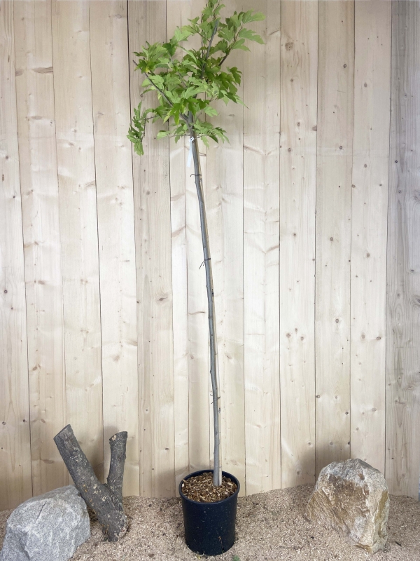 Morus Kagayamae Fruitless Bacara Cont 15 L Tige 6/8