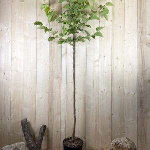 Morus Kagayamae Fruitless Lujijama Cont 15 L Tige 6/8