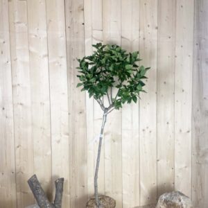 Syringa Vulgaris Greffé Charles Joly Cont 15 L 1/2 Tige 6/8