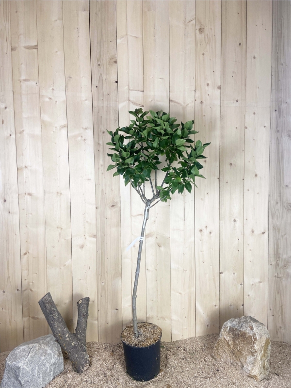 Syringa Vulgaris Greffé Charles Joly Cont 15 L 1/2 Tige 6/8