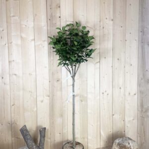 Syringa Vulgaris Greffé Souvenir De Louis Spaeth Cont 15 L 1/2 Tige 6/8