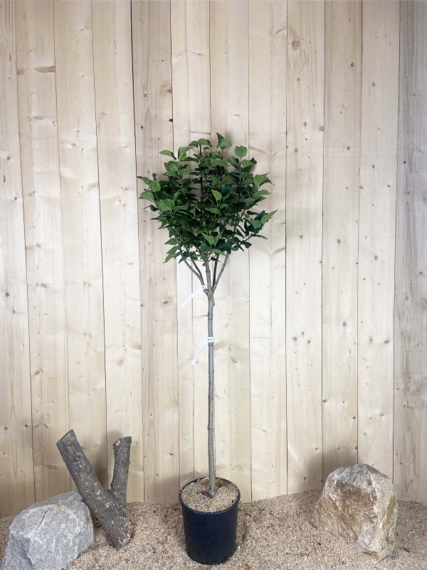 Syringa Vulgaris Greffé Souvenir De Louis Spaeth Cont 15 L 1/2 Tige 6/8