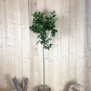 Syringa Vulgaris Greffé Michel Buchner Cont 15 L 1/2 Tige 6/8