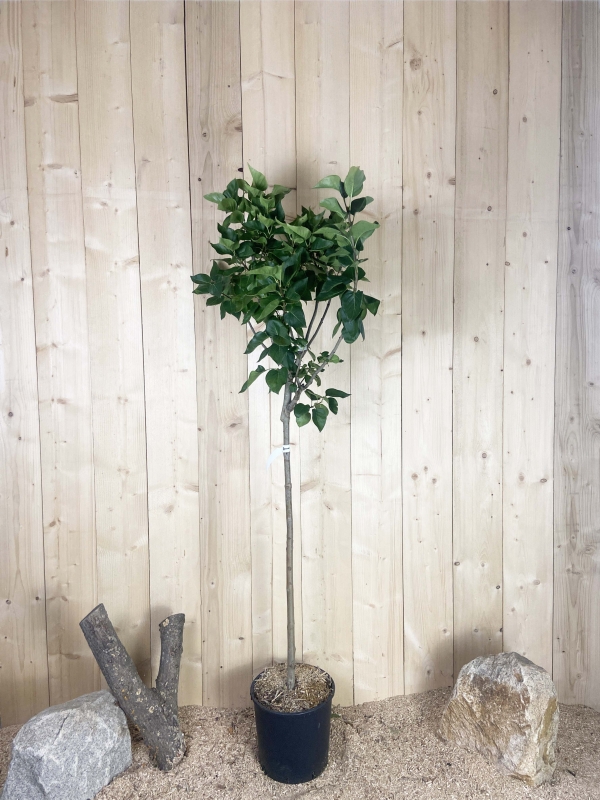 Syringa Vulgaris Greffé Michel Buchner Cont 15 L 1/2 Tige 6/8