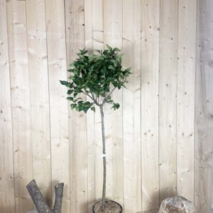Syringa Vulgaris Greffé Madame Lemoine Cont 15 L 1/2 Tige 6/8