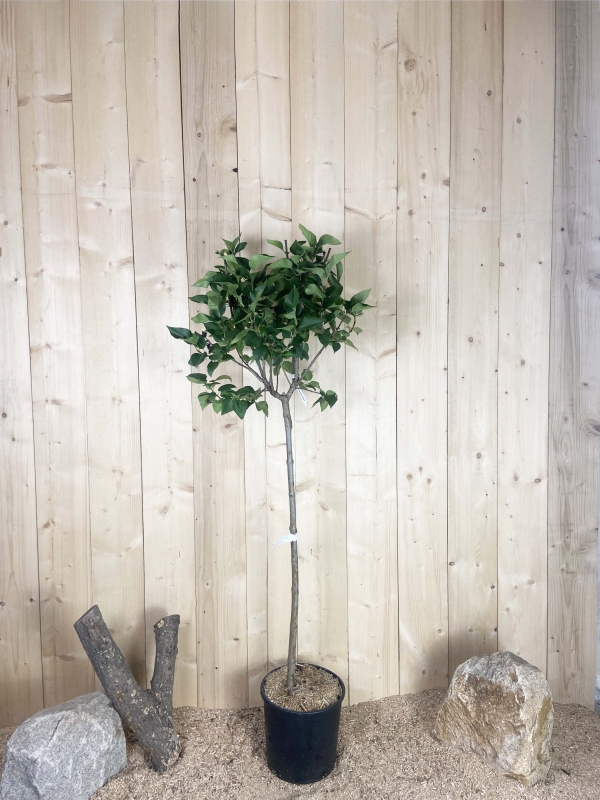 Syringa Vulgaris Greffé Madame Lemoine Cont 15 L 1/2 Tige 6/8