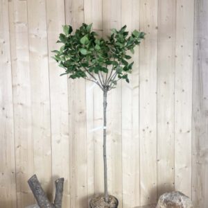 Syringa Vulgaris Greffe Sensation Cont 15 L 1/2 Tige 6/8