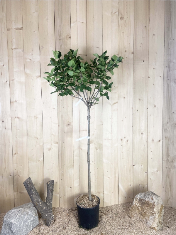 Syringa Vulgaris Greffe Sensation Cont 15 L 1/2 Tige 6/8