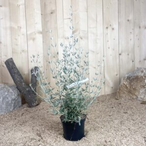 Teucrium Fruticans Cont 3 L 30/40