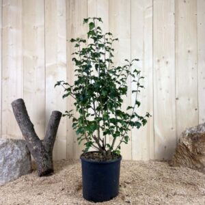 Hibiscus Syriacus Eleonore Cont 10 L 60/80