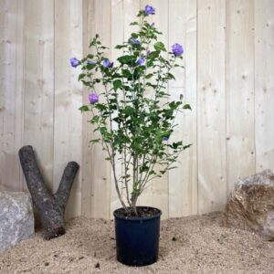 Hibiscus Syriacus Marina Cont 10 L 60/80