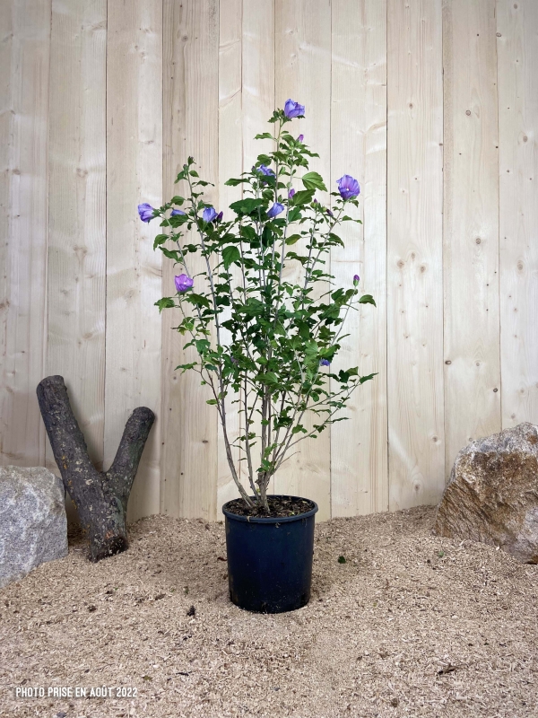 Hibiscus Syriacus Marina Cont 10 L 60/80