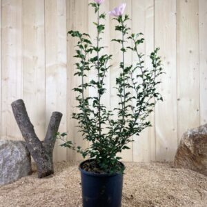 Hibiscus Syriacus Pink Chiffon ® Cont 10 L 60/80