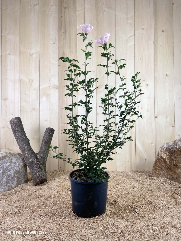 Hibiscus Syriacus Pink Chiffon ® Cont 10 L 60/80